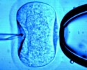 In vitro: Kuria rozesłała komunikat do parafii