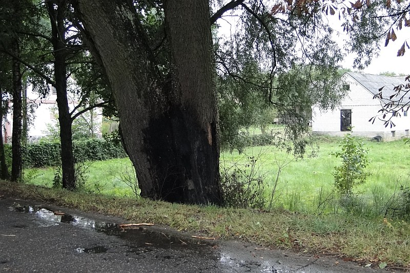 Drzewo uderzone piorunem w Kamiance