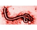 Wirus ebola: wytyczne dla personelu medycznego na Mazowszu