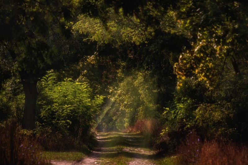 Maciej Maciejewski, The way