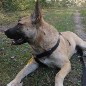 Bieg na 6 łap z podopiecznymi Schroniska dla bezdomnych zwierząt CANIS