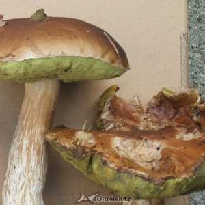 Grzyby giganty znalezione w lesie pod Ostrołęką [ZDJĘCIA]