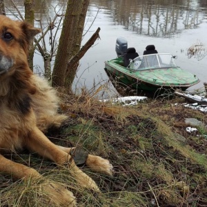 Pies uratowany przez strażników PZW Narew [ZDJĘCIA]