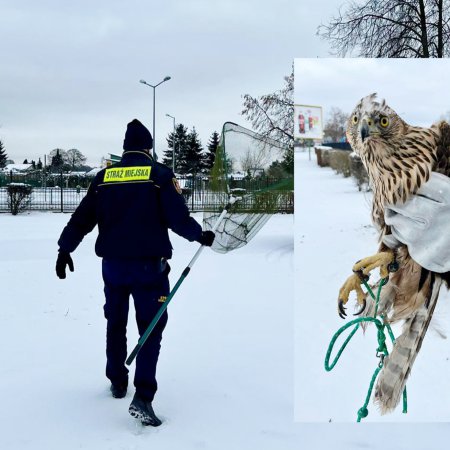 Jastrząb w centrum miasta! Straż Miejska schwytała drapieżnika