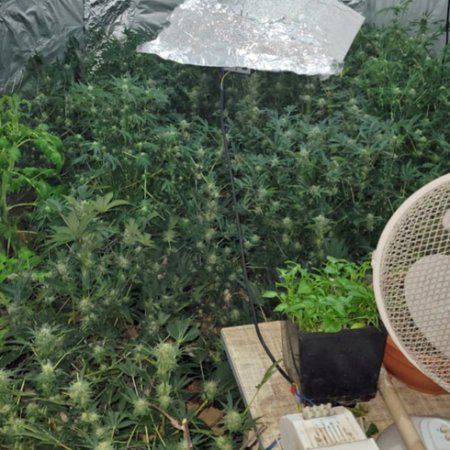 Nielegalna plantacja konopi zlikwidowana. 31-latek będzie miał kłopoty