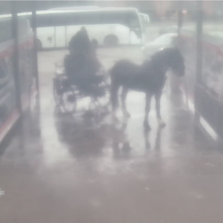 Mycie konia w myjni samochodowej pod lupą śledczych. Padła ważna zapowiedź [WIDEO]