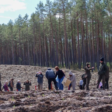 Ostrołęccy urzędnicy sadzą las – 6000 nowych drzew w kilka godzin [ZDJĘCIA]