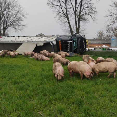 Nietypowy wypadek. Kierowca w szpitalu, świnie na łące