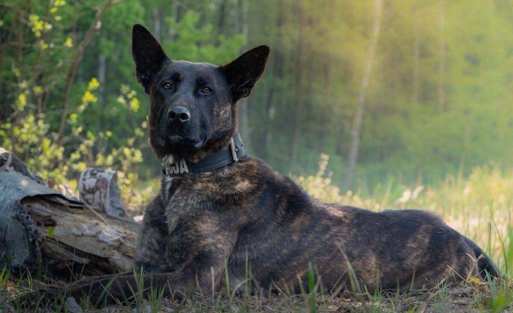 fot. Policja Ostr&oacute;w Mazowiecka