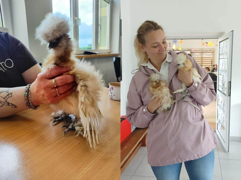 Takie kury zostały skradzione - fot. "AS"