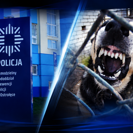 Pies pogryzł młodą kobietę w Ostrołęce. Szokująca reakcja właścicielki!