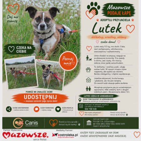 Lutek szuka domu! Poznaj delikatnego i oddanego towarzysza z akcji „Mazowsze podaje łapę”