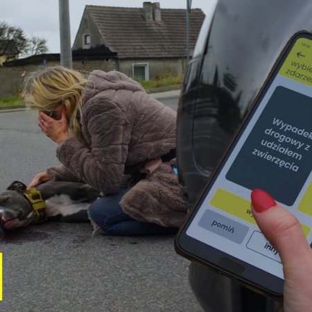 Aplikacja Animal Helper - Na pomoc zwierzętom
