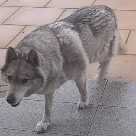 Policja poszukuje właściciela tego psa
